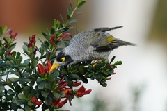 Manorina melanocephala