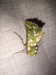 Drepanogynis bifasciata