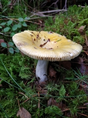 Russula claroflava