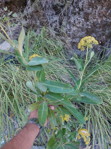 Bupleurum fruticosum image