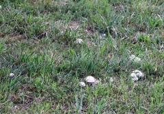 Agrocybe molesta