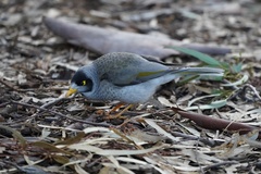 Manorina melanocephala