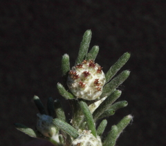 Blennospora drummondii