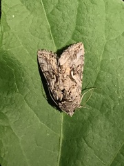 Autographa californica