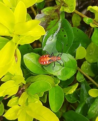 Dysdercus cingulatus