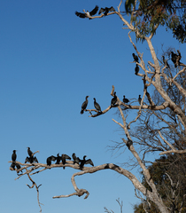 Phalacrocorax sulcirostris