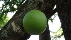 Crescentia alata