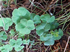 Oxalis purpurea