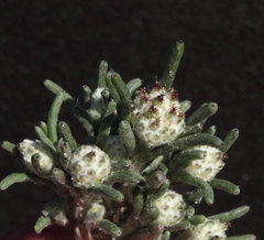 Blennospora drummondii