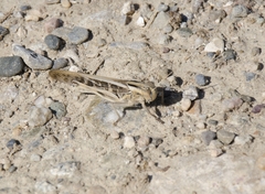 Locusta migratoria