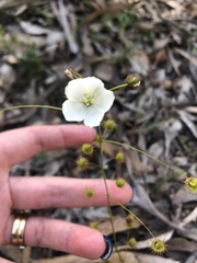 Drosera planchonii