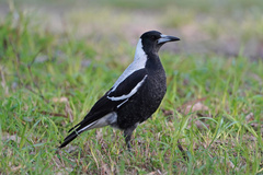 Gymnorhina tibicen