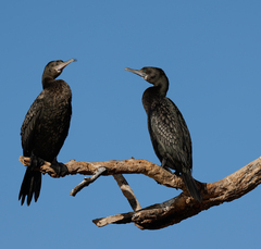 Phalacrocorax sulcirostris