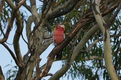 Eolophus roseicapilla albiceps