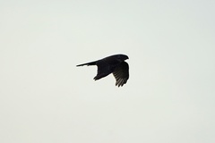 Accipiter