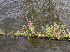 Lythrum salicaria
