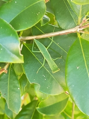 Orthodera ministralis