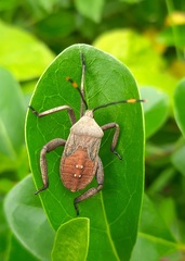 Anoplocnemis