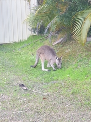 Macropus giganteus