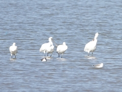 Platalea minor