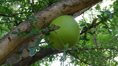 Crescentia alata