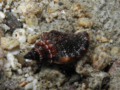 Canarium labiatum