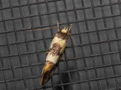 Oecophoridae