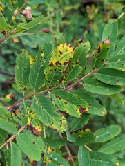 Sorbus sitchensis