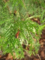 Dysdercus cingulatus