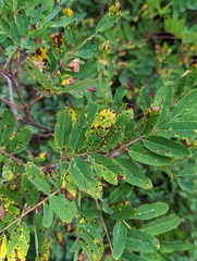 Sorbus sitchensis
