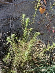 Salsola tragus