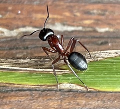 Camponotus innexus