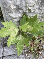 Platanus