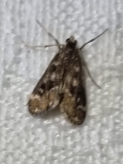 Hygraula