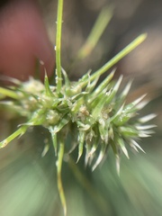 Salsola tragus