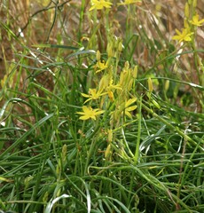 Bulbine vagans