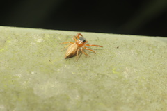Thiania