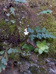 Holothrix parviflora