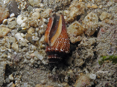 Canarium labiatum