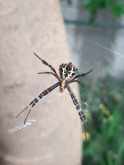 Argiope