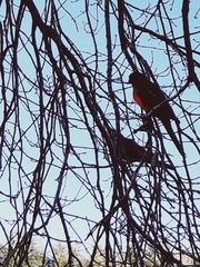 Alisterus scapularis