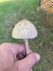 Agaricaceae