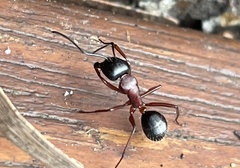 Camponotus innexus