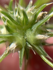Salsola tragus
