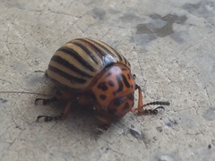 Leptinotarsa decemlineata