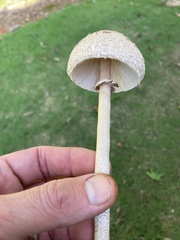 Agaricaceae