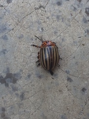 Leptinotarsa decemlineata