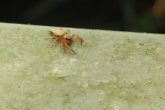 Thiania