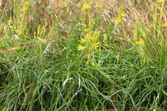 Bulbine vagans