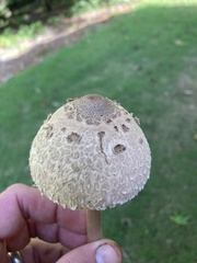 Agaricaceae